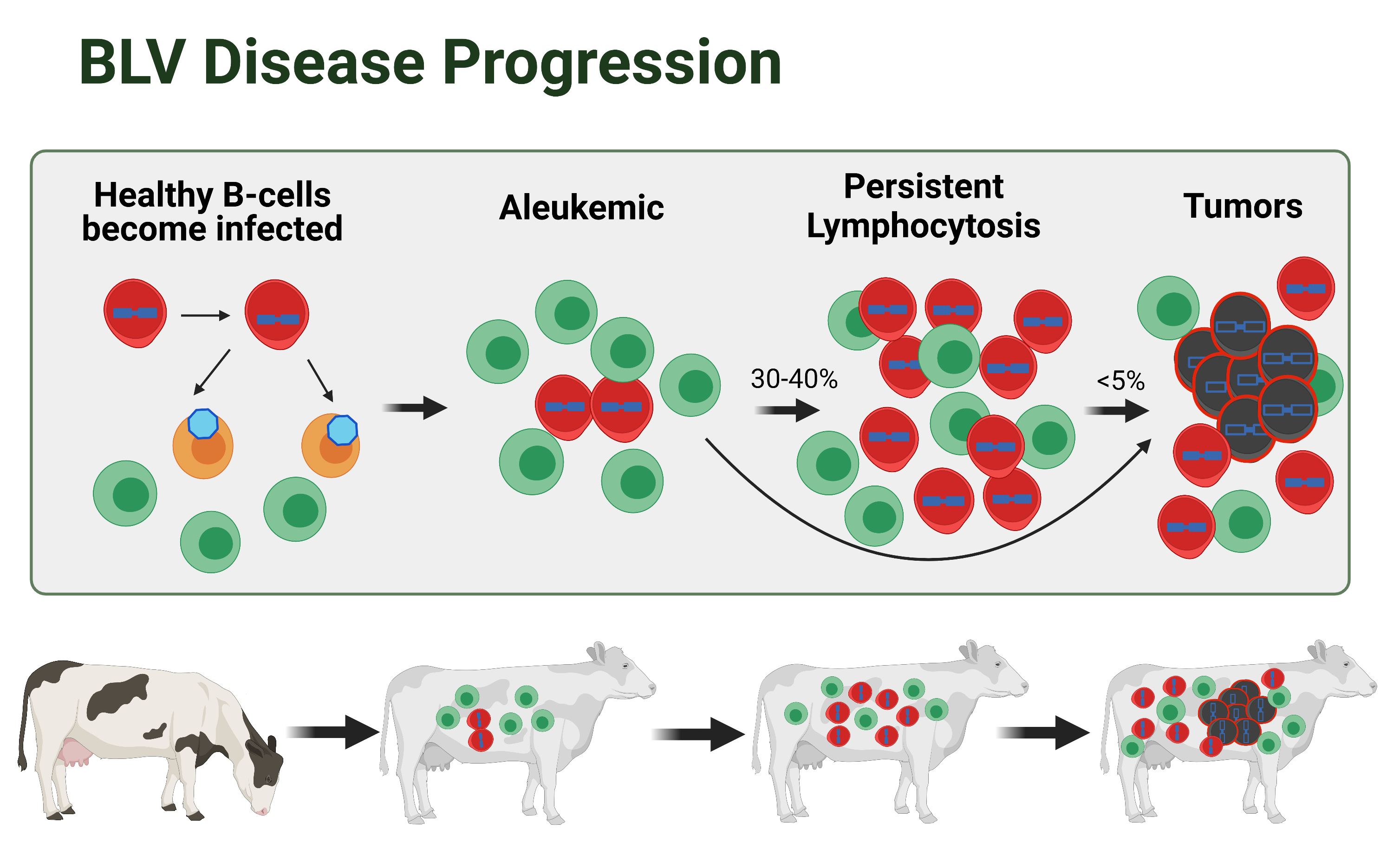 Data of the stages of BLV Disease Progression